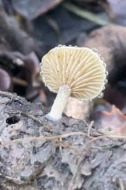 Image result for Simocybe centunculus