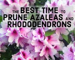 When The Flowers Fade It S Time To Trim Azaleas Rhododendron Garden Trees
