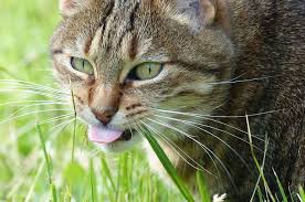 11% kucing tidak pernah teramati memakan tumbuhan hijau 27% kucing cenderung muntah tak lama setelah makan rumput Pernah Lihat Kucing Makan Rumput Ternyata Ini Sebabnya Bobo