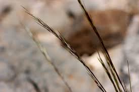 Image result for Aristida canescens