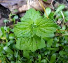 Image result for Veronica javanica