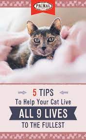 It S National Cat Health Month No Kitten Around With Your Cat S Health Click For Our Top Tips For Keeping Your Feline Hea Cats Cats That Dont Shed Cat Health