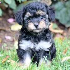 Check spelling or type a new query. Yorkiepoo Puppies For Sale Available In Tucson Phoenix Az