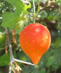 Image result for Momordica balsamina