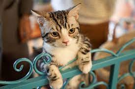 Maybe you would like to learn more about one of these? 6 Penyebab Bulu Kucing Rontok Yang Perlu Diwaspadai Halaman All Kompas Com
