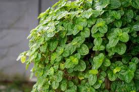 Image result for Pilea bambuseti
