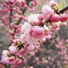 The fruit is not ornamentally significant. Flowering Almond Will Light Up Your Yard With Bright Pink Double Blossoms In Spring Pink Flowering Trees Flowering Trees Spring Flowering Bulbs