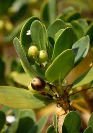 Image result for Scaevola plumieri