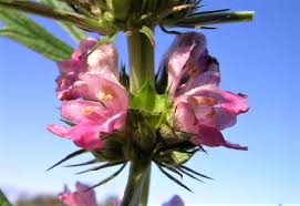 Image result for Leonurus japonicus