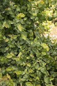 It is easy to care for but it does need a little more light to. Creeping Fig Ficus Pumila