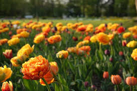 You were redirected here from the unofficial page: Lichtenrade Berlin De Tulipan Im Britzer Garten Hat Eroffnet