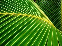 Leaves Google Images Palm Leaves Leaves Palm Leaf Wallpaper