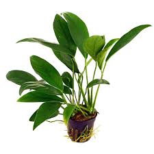 Image result for Grewia barombiensis