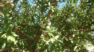 6 قتل الوزغ في المنام. Ø·Ø±ÙŠÙ‚Ø© Ø²Ø±Ø§Ø¹Ø© Ø§Ù„Ù„ÙˆØ² ÙˆØ§Ù„Ø´Ø±ÙˆØ· ÙˆØ§Ù„ÙˆØ§Ø¬Ø¨ ØªÙˆØ§ÙØ±Ù‡Ø§ Ùˆ Ø§Ù„Ø§Ù…Ø±Ø§Ø¶ Ø§Ù„ØªÙŠ ØªØµÙŠØ¨ Ø´Ø¬Ø±Ø© Ø§Ù„Ù„ÙˆØ² Ù…Ø¹Ù„ÙˆÙ…Ø§Øª