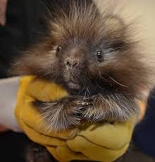 Pin By Deborah Heilborn On Animals Wildlife Rehabilitation Animal Lover Baby Porcupine