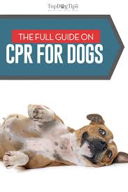 how to do cpr on a dog the full guide for beginners