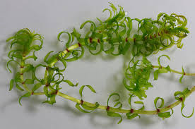Image result for Elodea