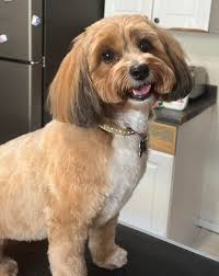 Pawfect Pets dog grooming is accepting new clients in Franklinton right