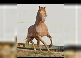 Sso bugs and glitches 2020. Lusitano Cremello For Sale Ehorses Com