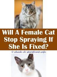 17 Unbelievable Cat Spray Remover Tips Cat Spray Male Cat Spraying Cats