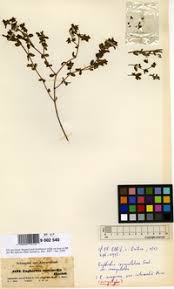 Image result for Euphorbia inaequilatera