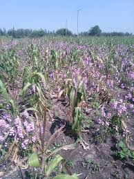 Image result for Striga forbesii