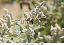 Image result for Aerva