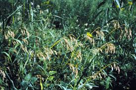 Image result for Bromus