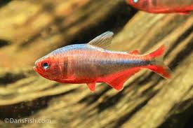 Image result for Tetradenia bainesii