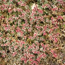 Image result for Suaeda vermiculata