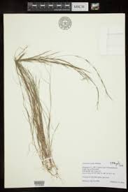 Image result for Aristida pilgeri