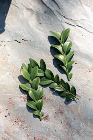 Propagating Boxwood from Cuttings | The Maker Makes