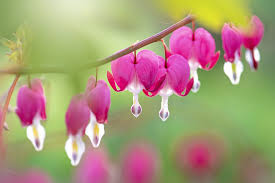 We did not find results for: How To Grow Bleeding Heart Flowers Martha Stewart