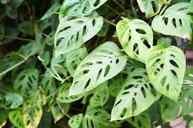 Image result for Monstera