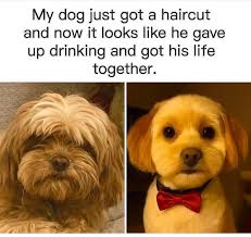 😍🌻🤣 My dog just got a haircut and now it looks like he gave up drinking  and got his life together.