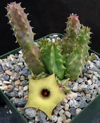 Image result for Huernia thuretii