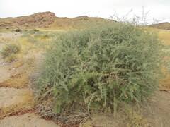 Image result for Phaeoptilum spinosum