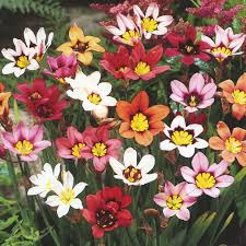 Image result for Sparaxis