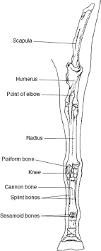 All of that cutting works best if the bones are frozen solid before cutting them. The Forelimb Veterian Key