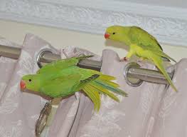 Newest parrot paradise member baby yellow indian ringneck parrot meet and greet all of parrot paradise family! Baby Ringneck Talking Parrots Birdtrader