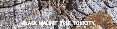 Check spelling or type a new query. Black Walnut Tree Toxicity Chuck Hafner S Farmers Market Garden Center Syracuse Ny
