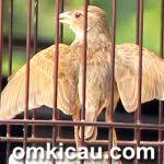 Cara lengkap membedakan burung brajangan jantan dan betina. Galeri Gambar Branjangan Om Kicau