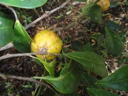 Image result for Salacia erecta