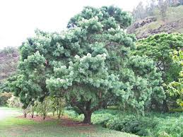 Image result for Afrocarpus