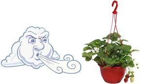 Les fraisiers en pot se plantent au printemps. Conserver Des Fraisiers En Panier L Hiver Jardinier Paresseux