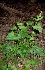 Image result for Chenopodium