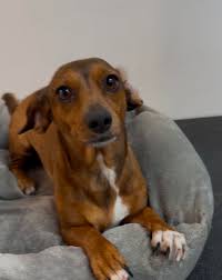 Dachshund Rescue South...