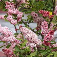 Image result for Syringa prestoniae