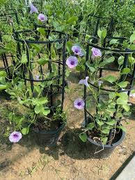 Image result for Ipomoea pes-caprae