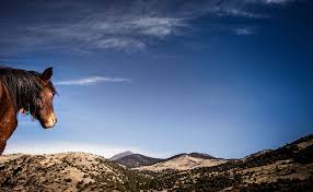 Are there still wild horses in nevada? Riding Wild Horses A Personal Story Of Adopting A Mustang Horse